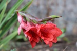 Gladiolus flanaganii - 8cm pot 